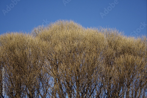 willow 2