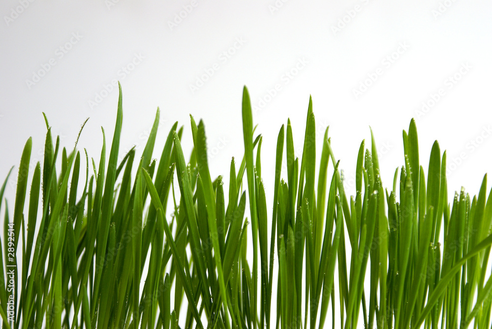 green grass green grass