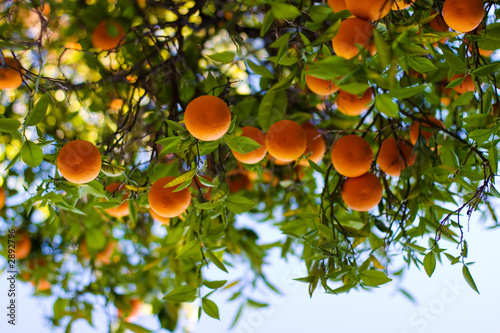 ripe oranges on a tree
