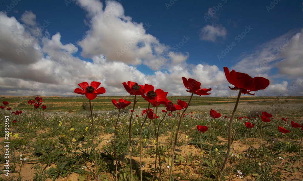 Obraz premium flowering of desert in the spring
