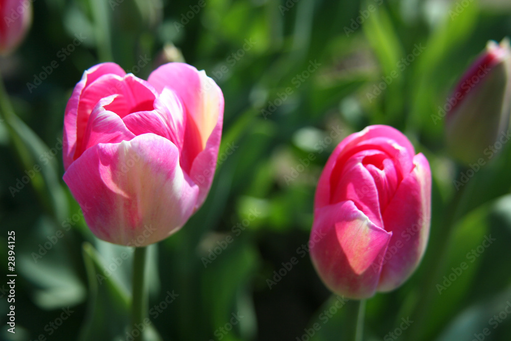 two pink tulips