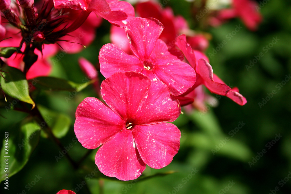 Obraz premium phlox