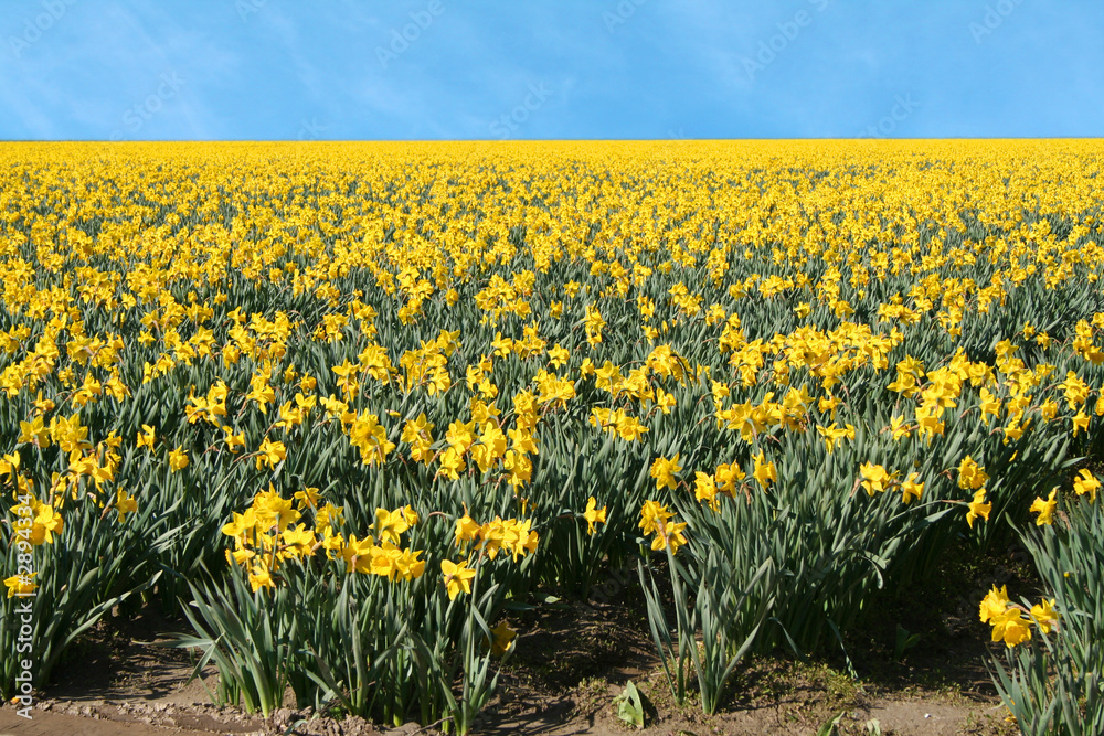 Obraz premium daffodil field