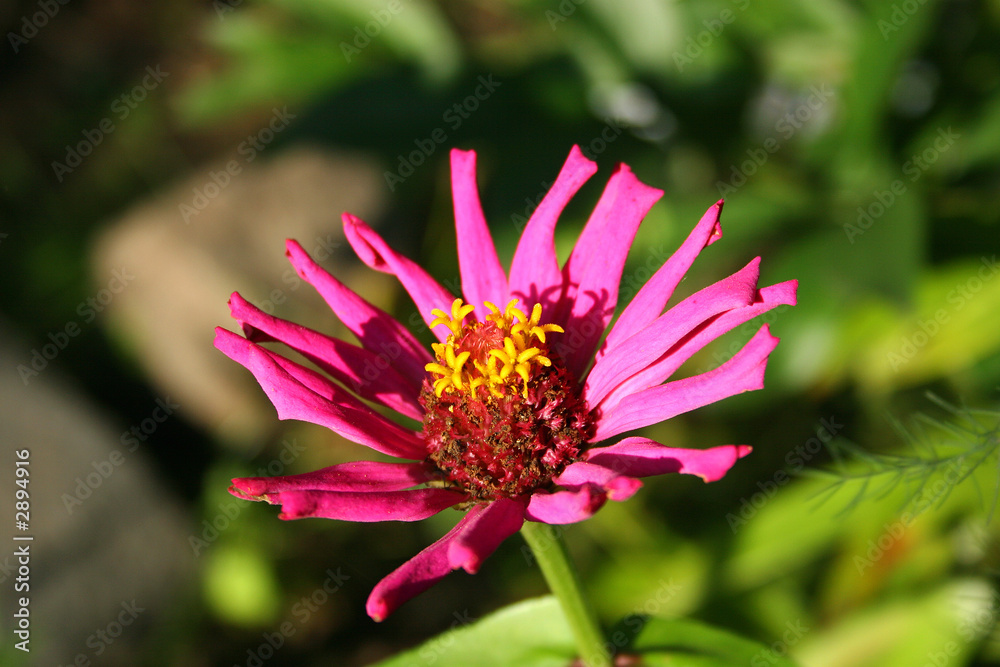 summer flowers summer flowers