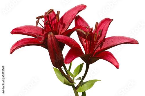 red lily isolated on white