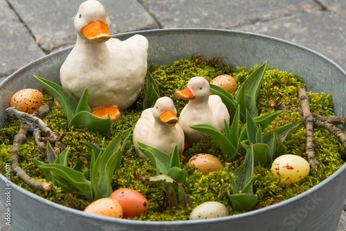 enten verirrt
