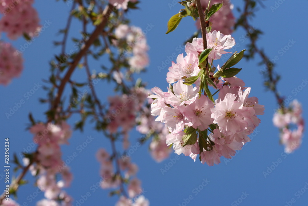 fleurs de printemps fleurs de printemps