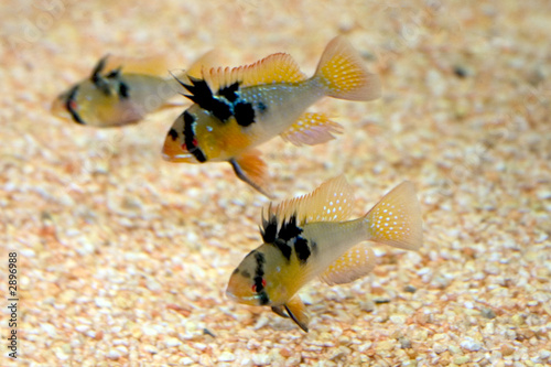 poissons dans l'aquarium photo