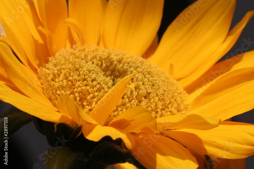 sunflower close up yellow