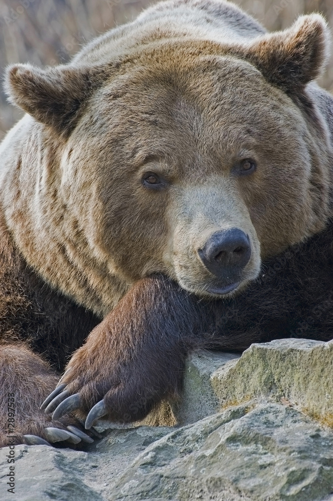 bär vii bär vii