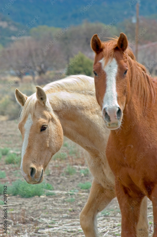 Fototapeta premium buddies