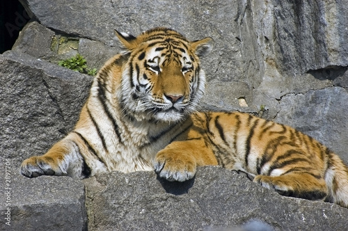 tiger 3