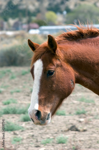roan hammerhead
