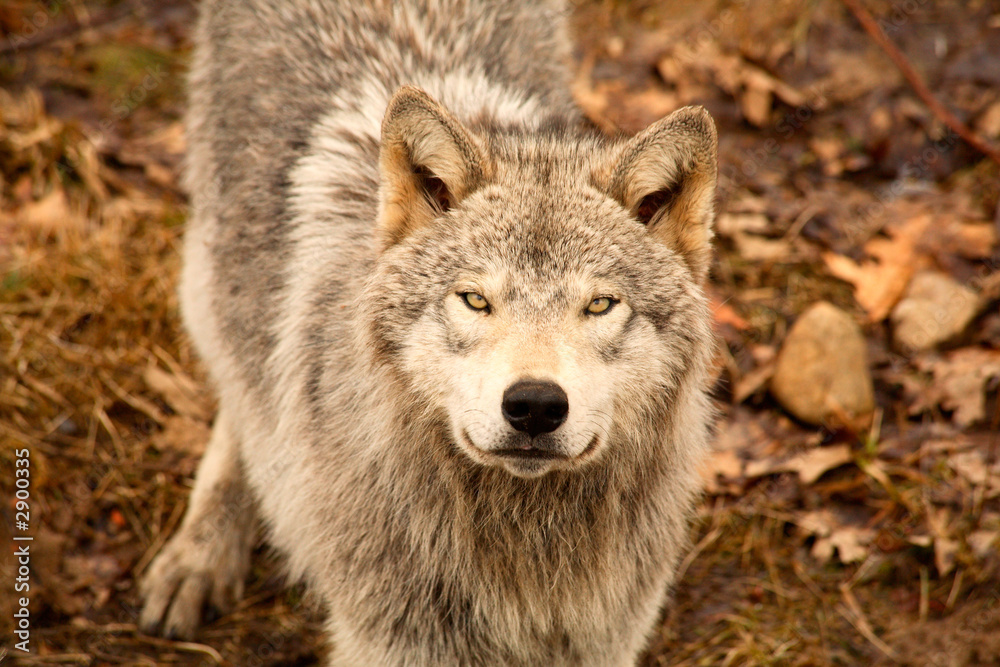 wolf looking up