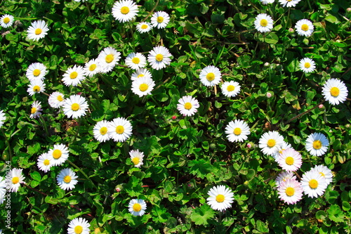 par terre de fleurs