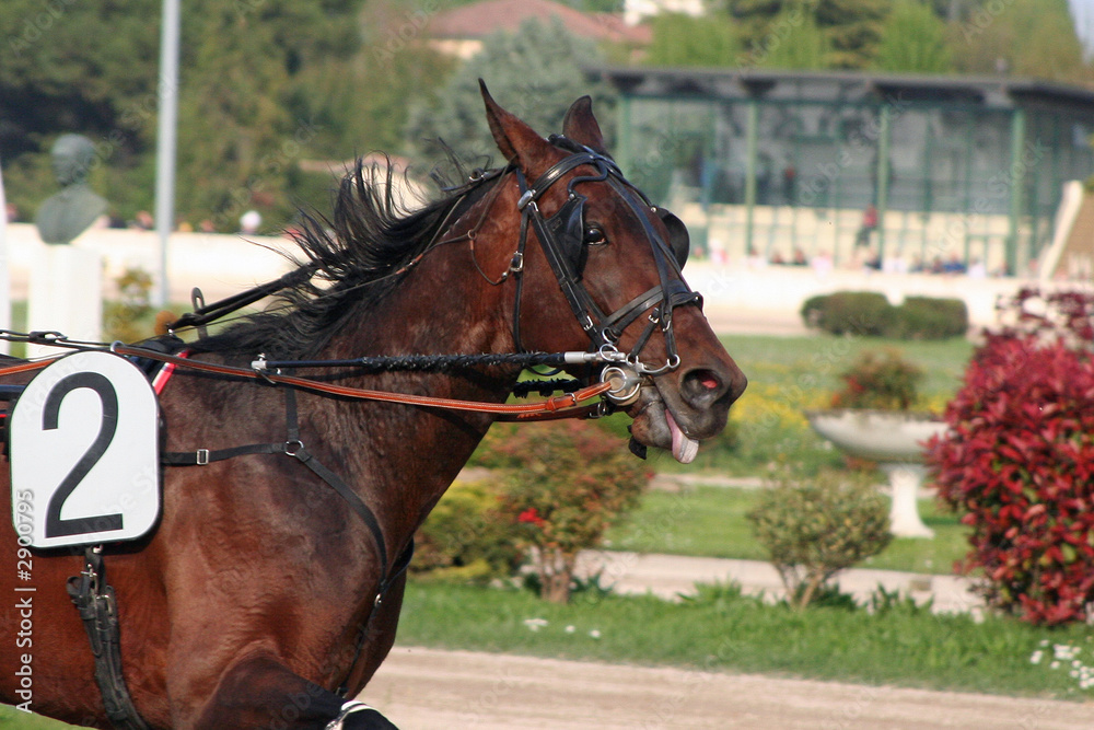 horse racing horse racing