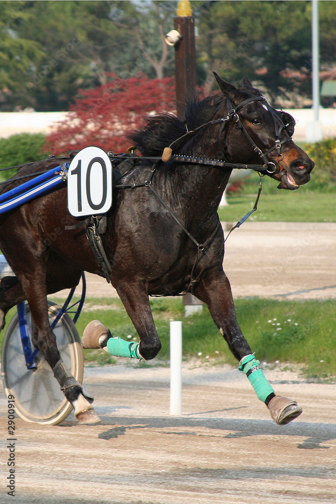 horse racing horse racing
