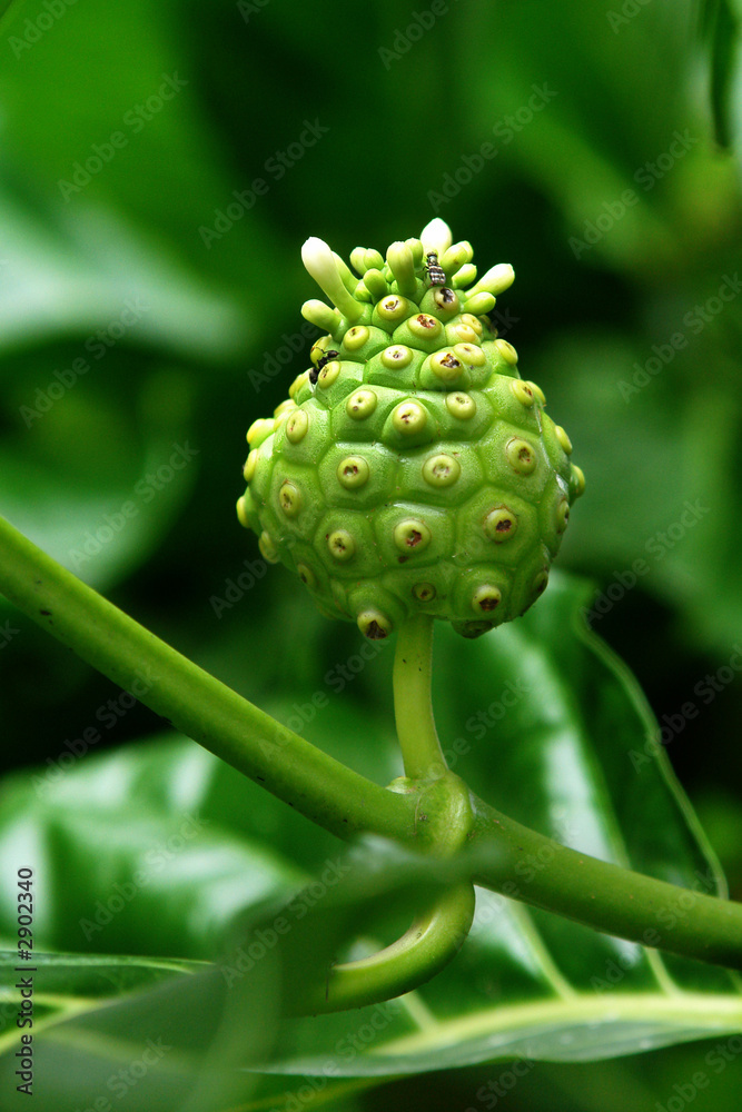 noni yacon mora de la india 2 noni yacon mora de la india 2