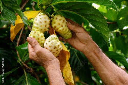noni yacon mora de la india 1