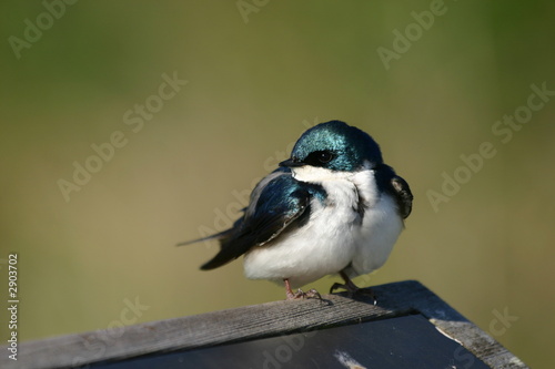 tree swallow photo