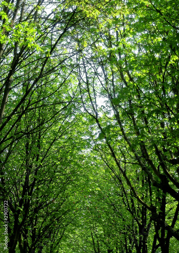 forêt © Redzen