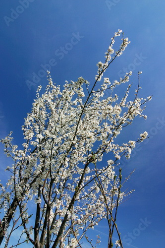 spring bush with white flowers-blue sky