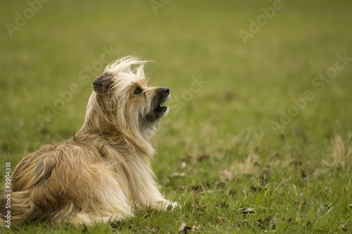 little shepherd dog in the grass