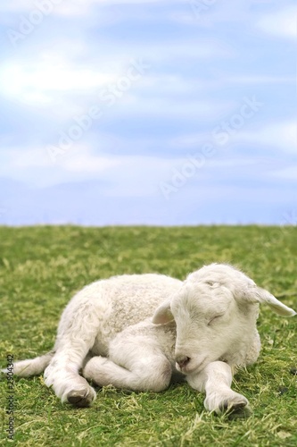 very cute lamb in the grass
