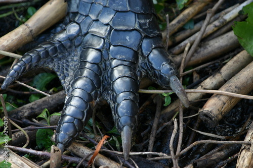 alligator foot detail