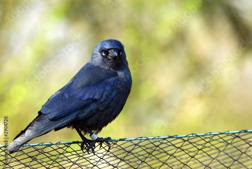 blackbird resting on fence