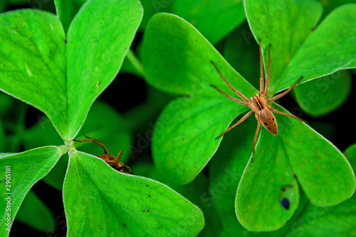 luck spiders