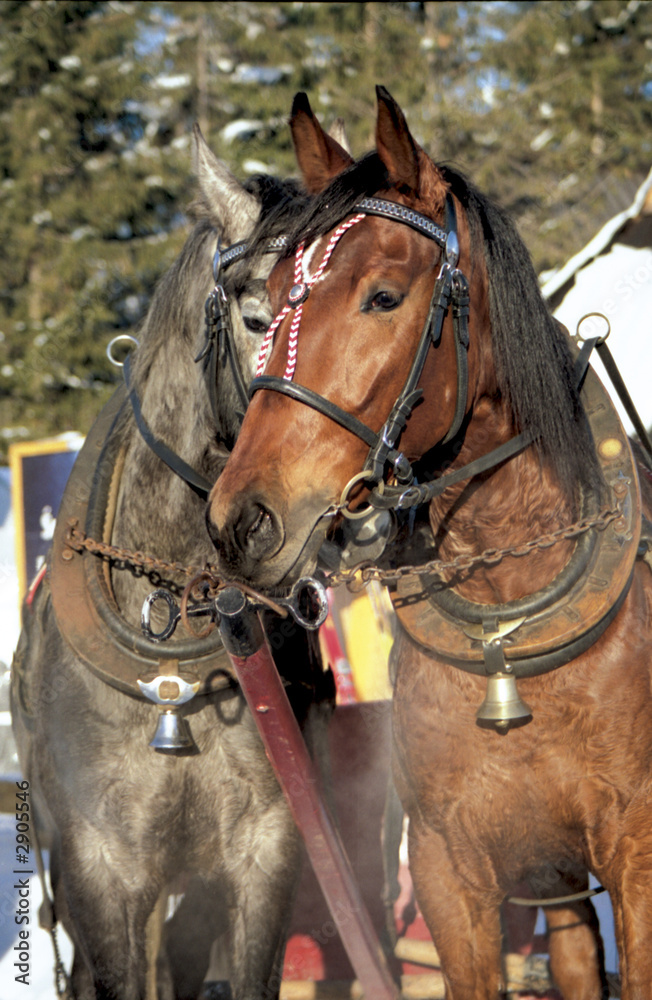 Obraz premium horses in love