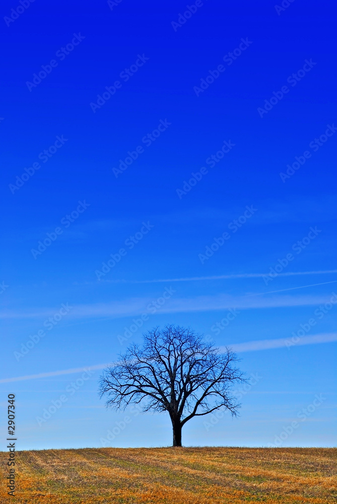 a tree under a deep blue sky a tree under a deep blue sky