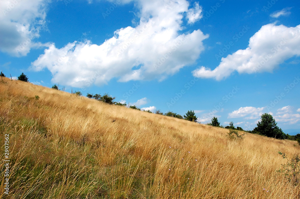 summer field