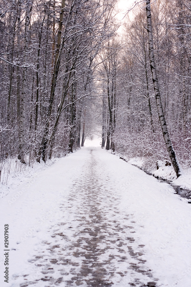 winter park path going away in perspective