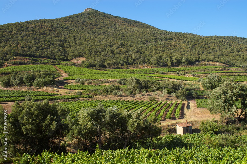 paysage de vignes