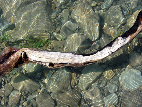 drift wood photo