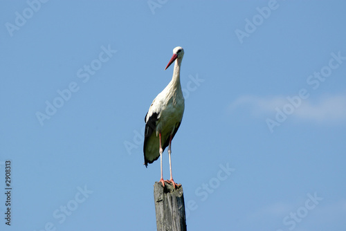 stork on a column