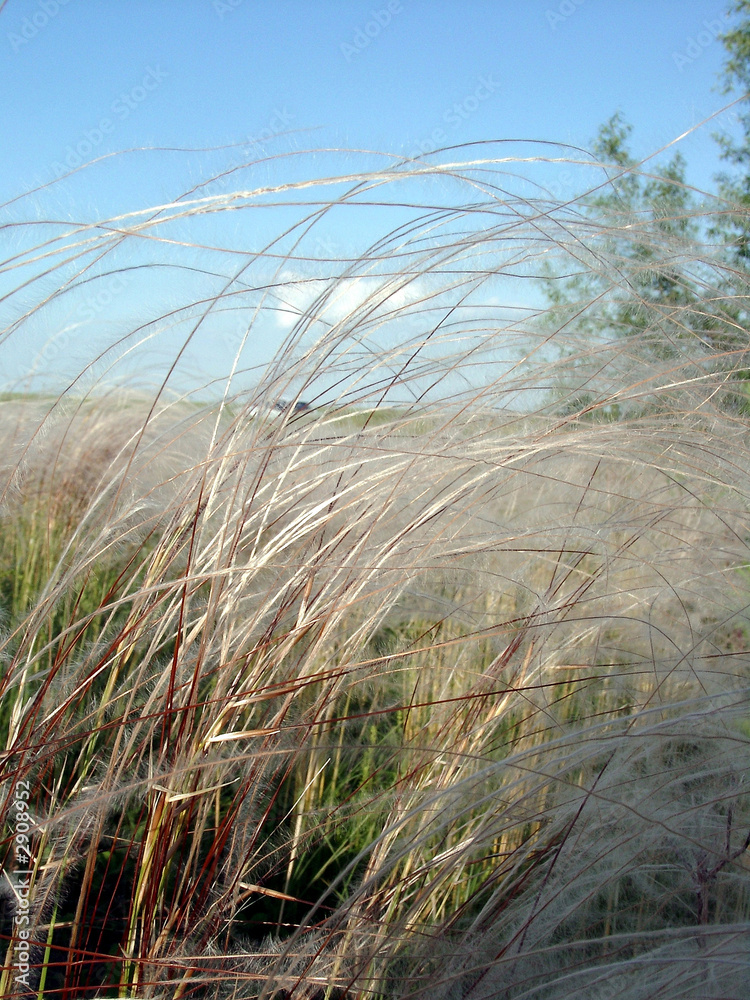 Obraz premium feather grass plumose