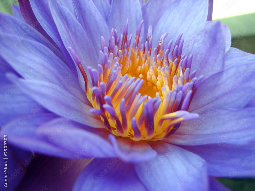 purple lotus flower