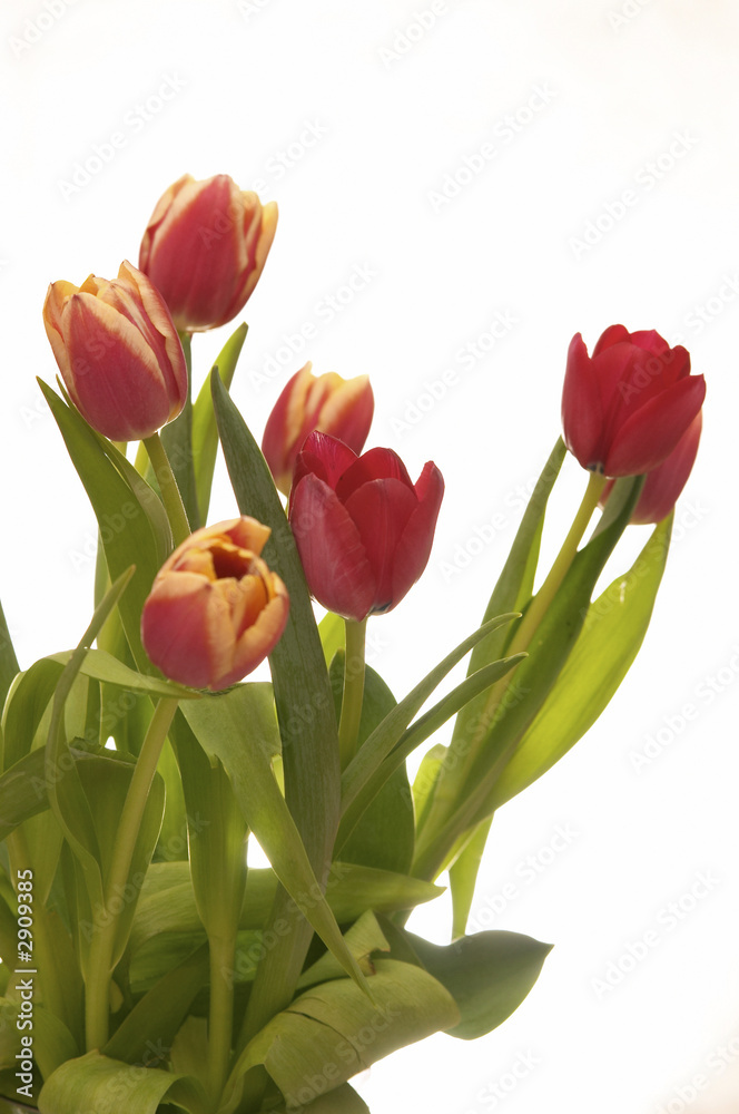 Naklejka premium spring tulips