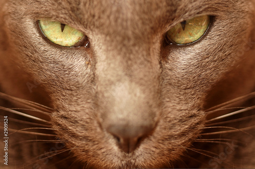 macro cats eyes