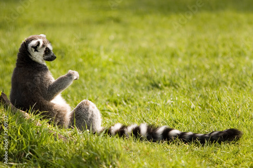 lemur