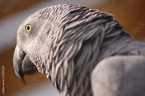 parrots head