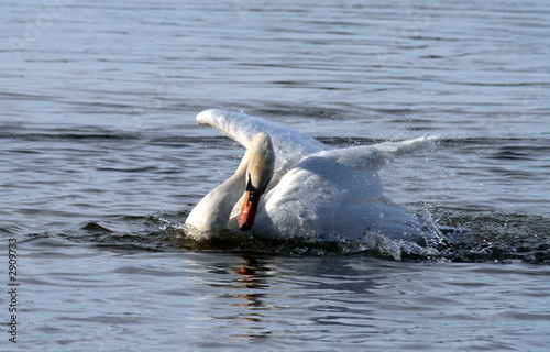 swan splashing.