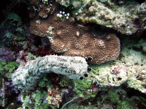 sea cucumber photo