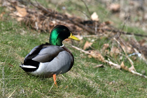 duck.
