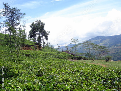 tea plantations