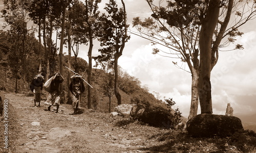 Tea Pickers