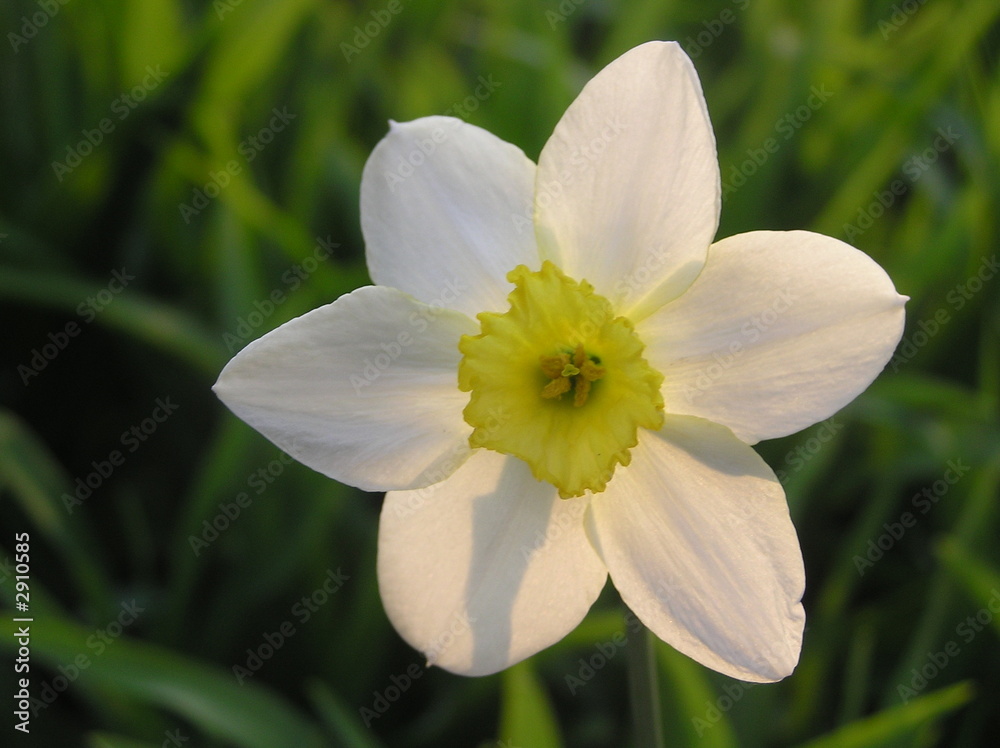 narcissus 2 narcissus 2